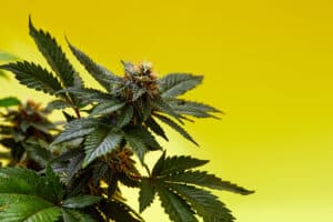 2 Cannabis Anbauen für Anfänger